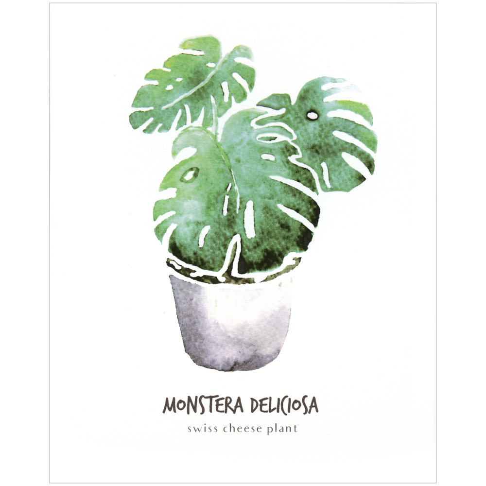 monstera deliciosa botanical print Monstera Deliciosa Botanical Print — Little Green Press ATX